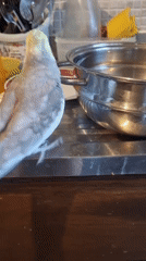Cockatiel eyeing a water pot on a kitchen counter