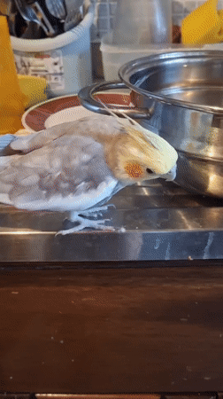 Cockatiel eyeing a water pot on a kitchen counter