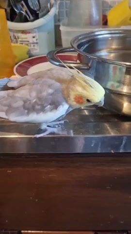 A cockatiel with a yellow crest and orange cheeks stands on a stainless steel countertop. The bird is facing to the right, looking towards a stainless steel pot filled with water. The countertop is next to a sink, and in the background, there are kitchen items such as utensils, containers, and a yellow object. The bird then turns its head to the left and hops away from the camera.