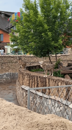 Family zoo visit documented in Izhevsk, Russia