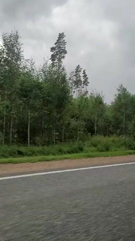 A video shows a roadside view of a forest with tall pine trees against a cloudy sky. The camera appears to be moving, possibly from a vehicle, as the trees and landscape shift across the frame. The road in the foreground is asphalt with a white line marking the edge. The forest consists of a mix of pine and deciduous trees, with some undergrowth visible. The overall impression is a natural, somewhat overcast landscape.