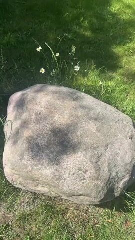 A still image shows a large, grey, rounded rock resting on a patch of green grass. Several small, white wildflowers with yellow centers are scattered in the grass behind the rock. The lighting suggests it is daytime, with shadows cast on the rock and grass, indicating sunlight. The environment appears to be an outdoor setting, possibly a garden or park. There are no people or animals visible in the image, and no actions or interactions are depicted.