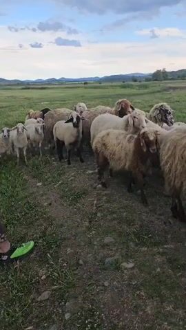 The video shows a herd of sheep standing and milling about in a grassy field. The sheep are of various colors, including white, brown, and black. Some have thick wool and others are sheared. The sheep appear calm and not agitated. A green soccer cleat is visible near the bottom left corner of the frame. In the background, there is a large open field that leads to rolling hills and a cloudy sky. A single vehicle can be seen parked far away in the distance.