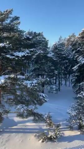 The video shows a snowy forest scene on a clear, sunny day. Tall evergreen trees covered in snow stand densely packed. The ground is completely blanketed with a thick layer of snow, showing tracks or paths winding through the trees. The sky is a clear, bright blue.
