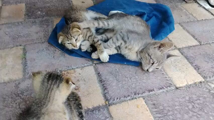 This video captures a heartwarming scene of two kittens napping together on a blue cloth spread on a patterned tiled surface. The kittens, one slightly larger than the other, are nestled closely, with their bodies intertwined. The larger kitten is a tabby with grey and black stripes, while the smaller one exhibits a similar striped pattern in lighter shades of brown and cream. Both appear to be fast asleep, their eyes closed, conveying a sense of peace and contentment. Their paws are tucked in, and their heads are resting comfortably.

The setting appears to be outdoors, possibly a patio or courtyard, given the tiled ground and a hint of greenery visible in the background. The lighting suggests it is daytime, likely sunny, casting soft shadows on the ground. The overall mood is tranquil and serene, highlighting the natural bond and comfort between the young felines. The focus of the video is entirely on the sleeping kittens, with no other prominent objects or human presence. The camera angle is from above, providing a clear view of the two sleeping animals. There is no visible text in the media file.