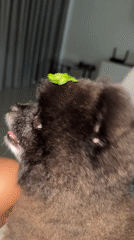 Small dog fed lettuce, plays with toys in Thailand