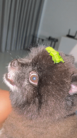 Small dog fed lettuce, plays with toys in Thailand