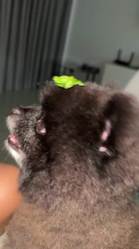 Small dog fed lettuce, plays with toys in Thailand