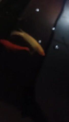 The video shows a school of koi fish swimming in a dark body of water. One fish is a pale yellow with a red spot on its head, and the others are orange and red. The fish are swimming near the surface of the water, and some small bubbles are visible. The water appears murky. The lighting in the video is dim, with a bright light source in the upper right corner creating reflections on the water's surface.