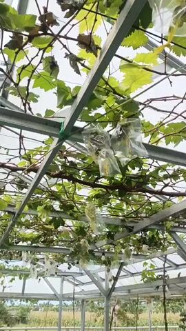 This is a close-up, downward-facing video of grape clusters protected by clear plastic bags. The grapes appear to be growing on a vine under a greenhouse structure, indicated by the metal framework and translucent roofing material visible above. The bags are tied with yellow string. Some leaves are visible, along with the branches of the vine. The lighting is bright, suggesting daylight.