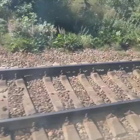 This is a close-up, slightly shaky video of train tracks from the perspective of someone on a moving train. The camera is looking down and to the right, showing the ballast, concrete sleepers, and metal rails of the track. To the left of the tracks, there is a ditch filled with dry grass and some green vegetation, possibly weeds and bushes. The sun is shining, casting shadows on the tracks. The video is very brief, lasting only a few seconds, and there is no discernible action or interaction. The overall impression is a fleeting glimpse of a rural landscape seen from a moving train.