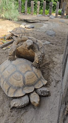 Early morning visit to Indonesian wildlife park documented
