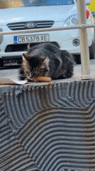 Cats eat sausages while pigeons forage in Sofia morning