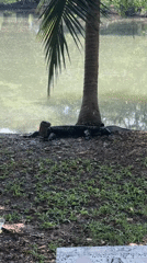 Monitor lizards spotted across Bangkok parks during early morning hours