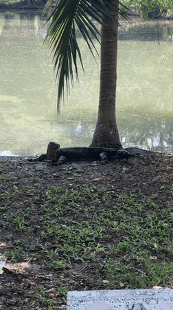 Monitor lizards spotted across Bangkok parks during early morning hours