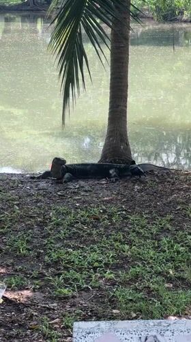 Monitor lizards spotted across Bangkok parks during early morning hours