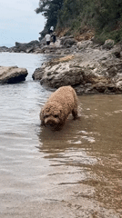 Dog and beachgoer share quiet beach moment