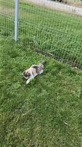 This short video clip features a calico cat playing in a grassy outdoor area. The cat is the primary subject, showcasing its playful and curious nature. It is shown sniffing and batting at something on the ground, its movements indicating a hunting or playful interaction with an unseen object, possibly a bug or a small toy. The setting is a sunny, well-lit lawn with lush green grass. In the background, a wire fence is visible, suggesting the area might be a yard or an enclosed space. The time of day appears to be daytime, with bright sunlight casting shadows and illuminating the scene. The weather seems pleasant and warm, conducive to outdoor activity. There are no people visible in the clip, and no text is present. The overall mood conveyed is one of natural animal behavior and simple outdoor enjoyment.