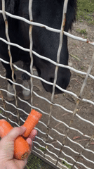 Zoo visitors feed carrots to miniature horses, zebras in Batumi