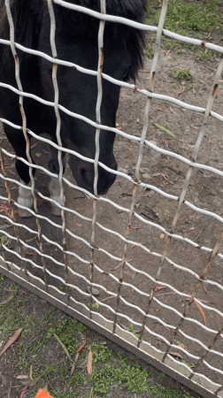 Zoo visitors feed carrots to miniature horses, zebras in Batumi
