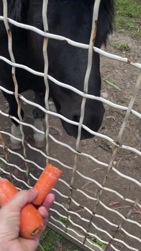 Zoo visitors feed carrots to miniature horses, zebras in Batumi