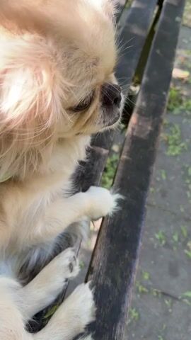 A close-up shot of a small, light-colored fluffy dog resting on a wooden park bench. The dog is facing to the right, with its eyes closed or partially closed. Its front paws are resting on the edge of the bench. The background shows the park setting with green foliage and dappled sunlight.