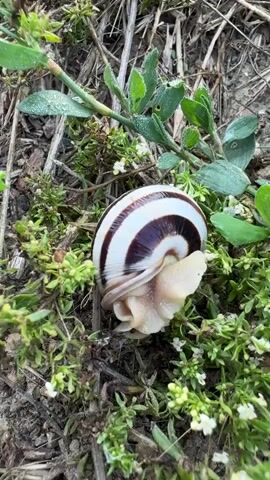 A snail with a striped shell is visible close up, surrounded by green vegetation and dry twigs. The snail is mostly withdrawn into its shell, with its head and foot peeking out. The shell has alternating bands of white and dark brown. The background consists of dry leaves, soil, and more green plants, some with tiny white flowers. The lighting appears natural, suggesting an outdoor scene. The camera angle is from above, looking down at the snail.