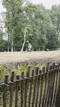 Zoo walkthrough: giraffes, warthogs, and birds across multiple enclosures