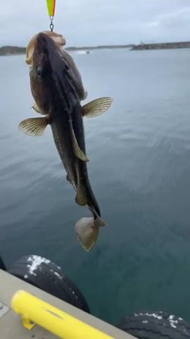 A fish hangs from a fishing lure, suspended by a fishing line against a backdrop of the sea and sky. The fish is mostly dark brown with lighter stripes running down its body and has a large mouth with its jaw agape. Its eyes are visible and appear dark. A brightly colored lure, yellow and orange, is hooked into the fish's mouth. The fishing line extends upwards and out of frame. In the background, the sea is a deep blue-green, and a distant shoreline with a lighthouse or marker can be seen. The sky is overcast and grey. In the foreground, a portion of a dock or pier is visible, with black tires and a bright yellow metal railing. Some white material, possibly snow or salt spray, is present on the tires. The overall impression is of a successful fishing catch in a coastal environment.
