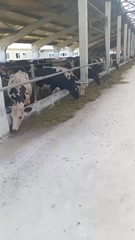 The video shows a herd of cows in a barn, eating from a trough. The cows are a mix of black and white, and some are solid black. The barn is open on one side, allowing natural light to enter. There is a concrete floor and a roof supported by pillars. The cows are lined up along the trough, with their heads down as they eat. Some of the cows have ear tags. The video is taken from a low angle, looking across the trough at the cows.