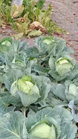 A vertical, medium shot video shows a garden patch with numerous heads of green cabbage growing in rows. The cabbage heads are large and tightly packed, with many outer leaves. The ground between the cabbage plants is visible and appears to be dirt. In the background, some dry vegetation and a few scattered apples can be seen. The lighting suggests it may be daytime with overcast skies. The video pans slightly downwards over the course of the short clip, offering a close-up view of the cabbage plants.