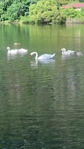 A still shot of a body of water with several swans and ducks swimming. The water is green and reflects the surrounding trees. There is a building and trees in the background.