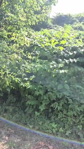 The video shows a person walking along a grassy path next to a densely vegetated hillside. The hillside is covered in green bushes and trees, with some areas appearing overgrown. The sun is shining, casting shadows and creating a bright sky. The person's movement is captured in a continuous shot as they walk from left to right, with the camera angled slightly upwards towards the hillside. The scene suggests an outdoor, natural environment, likely a park or a trail.