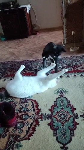 Cats play on ornate rug in Pavlodar home