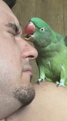 Green parrot gets playful during a close-up encounter in Pazardzhik