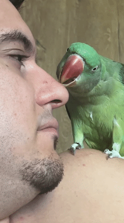 Green parrot gets playful during a close-up encounter in Pazardzhik