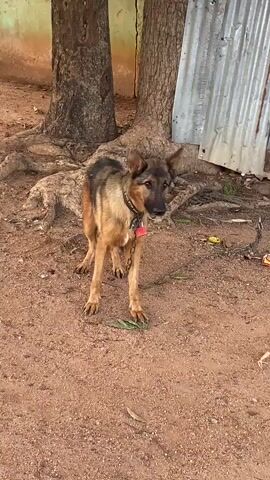 A medium shot shows a brown and black German Shepherd dog standing on a dirt ground, secured by a chain attached to its collar. The chain is connected to a red padlock. The dog has erect ears and is looking slightly to the right, then turns its head towards the left side of the frame, blinking. In the background, there are two tree trunks with exposed roots and a corrugated metal sheet leaning against something. The ground is reddish-brown dirt with some green plant debris scattered around. The lighting suggests it is daytime. The sound of a vehicle is audible at the beginning of the video. The scene takes place in Kuru Dungus, Nigeria.