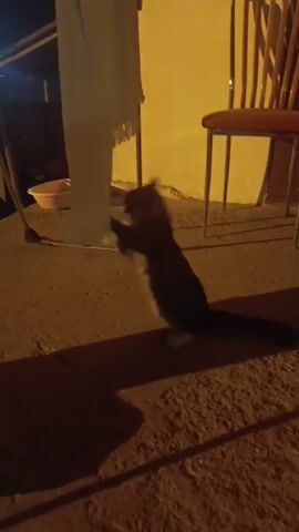 A tabby cat stands on its hind legs, batting at a white cloth hanging from a clothesline. The cat then lies down and continues to play with the cloth, its paws batting at the fabric. The scene takes place outdoors at night, illuminated by a warm, artificial light source. In the background, a yellow wall and a wooden chair are visible.