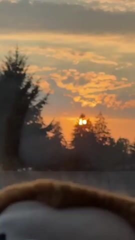 A vertical video captures a sunrise or sunset with a vibrant orange sky filled with clouds. The sun is a bright orb, partially obscured by trees and a utility pole. The foreground shows a blurry object, possibly a car's interior or an animal, and a concrete barrier. The scene appears to be from a moving vehicle.