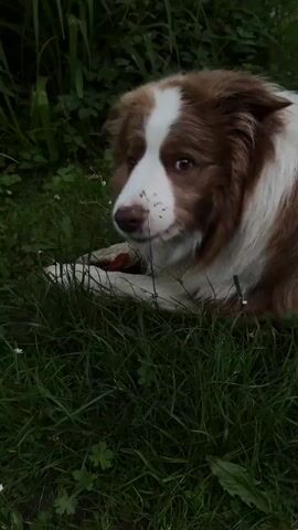 A brown and white dog, possibly an Australian Shepherd or Border Collie, is featured in this video. The dog has a fluffy coat, with prominent white markings on its face and chest, and brown fur on its ears and body.

The setting is outdoors in a lush green grassy area, with taller, darker green foliage and plants visible in the background, suggesting a garden or natural environment. The lighting appears somewhat dim, possibly indicating an overcast day or late afternoon/early evening.

In the first shot, the dog is lying down, looking towards the camera with a gentle, somewhat inquisitive expression. Its front paws are tucked in, and something red (possibly a chew toy or treat) is visible between them.

The video then cuts to the dog actively chewing on the red item. It is focused on its activity, vigorously gnawing and tearing at the object. Its head is mostly turned away from the camera, allowing a clear view of its focused chewing motion. The dog seems content and absorbed in its task. There is no visible text.