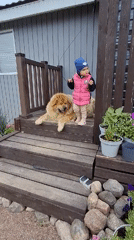Toddler plays with large dogs on rural Russian porch