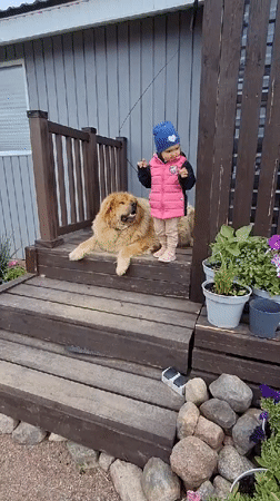 Toddler plays with large dogs on rural Russian porch