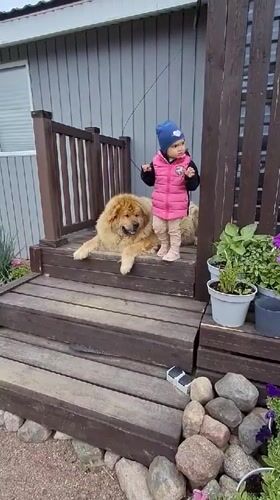Toddler plays with large dogs on rural Russian porch