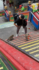 Monkey spotted on Batu Caves colorful stairs in Malaysia