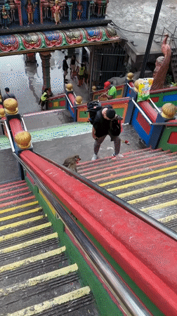 Monkey spotted on Batu Caves colorful stairs in Malaysia