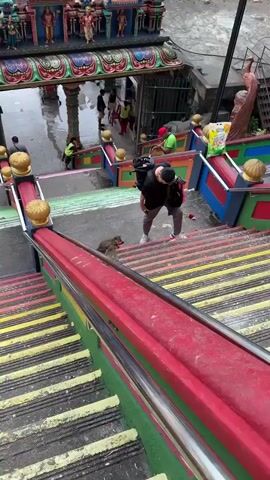 The video shows a monkey running up a flight of brightly colored stairs, carrying an orange object in its mouth. The stairs are striped with yellow, with red and green rails, and blue and red columns topped with decorative gold orbs. The monkey climbs the stairs, using its hands for balance and holding the object securely. A man with a backpack stands at the bottom of the stairs watching. Other people are also present in the background, including someone in a green shirt sweeping, and another in a red hat standing still. A discarded soda can is also on the staircase. The video follows the monkey as it rapidly ascends the stairs and the camera pans up with it. The background shows the entrance to a cave.