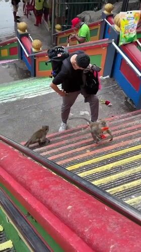 Monkey spotted on Batu Caves colorful stairs in Malaysia