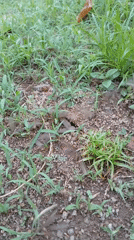 Winged insects and blood spotted on ground in Jos