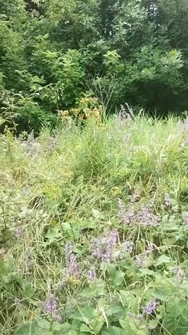 A medium shot video pans across a natural outdoor scene. The foreground is filled with a dense growth of tall green grass interspersed with blooming purple flowers and some yellow flowers. The background consists of a wall of lush green trees and foliage. The lighting suggests it is daytime, with overcast skies or dappled sunlight. There are no people or animals visible in the frame. The camera movement is steady, creating a gentle sweep of the visual field.