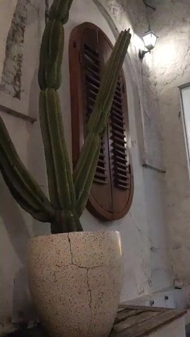 The video pans across a dimly lit room, likely an indoor seating area. In the foreground, a large potted cactus with multiple ribbed stalks stands in a textured white pot. Behind the cactus, an oval wooden shutter with horizontal slats covers a window. To the right, a large glass pane reveals a section of the room beyond, showcasing arched doorways or alcoves and several pendant lights made of woven material hanging from the ceiling. An air conditioning unit is visible on the wall above the archways. A potted plant with large green leaves is situated inside the glass pane. In the background, several people are seated at tables, some appearing to be dining. The walls are rough and textured, painted white, and a light fixture is mounted on the upper right wall. A wooden bench or ledge is visible in the lower right corner of the frame.